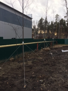 Торжественная посадка деревьев во дворе Церкви в городе Новосибирск
